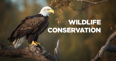 Top 13 Grants for Wildlife Conservation Projects