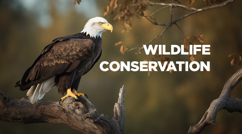 Top 13 Grants for Wildlife Conservation Projects